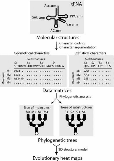 The Origin And Evolution Of Trna Inferred From Phylogenetic Analysis Of Structure Springerlink The Origin And Evolution Of Trna Inferred From Phylogenetic Analysis Of Structure Springerlink