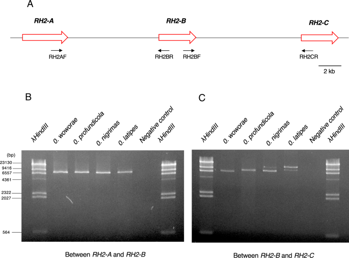 Molecular Evolution of the Green-Sensitive Opsins (RH2) in Sulawesi ...