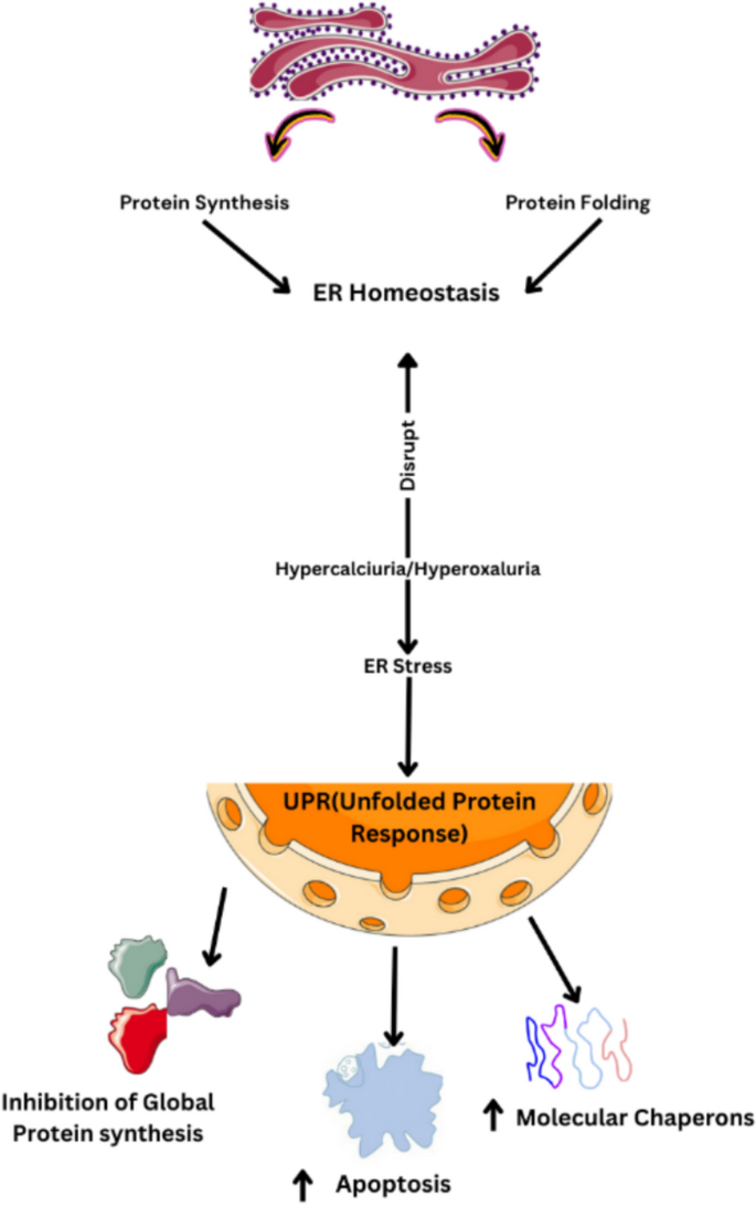 glutathione for kidney stones Molecular insights into cell signaling pathways in kidney stone formation |  Urolithiasis