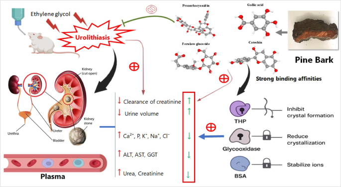 Moroccan Pinus pinaster bark as a dual in vivo and in silico  nephroprotective agent against nephrocalcinosis: toxicity and ADMET  insights | Urolithiasis