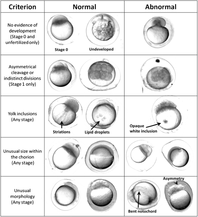 Selecting Optimal Eggs and Embryonic Developmental Stages of