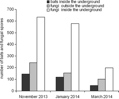 Bats Increase The Number Of Cultivable Airborne Fungi In The Nietoperek Bat Reserve In Western Poland Springerlink