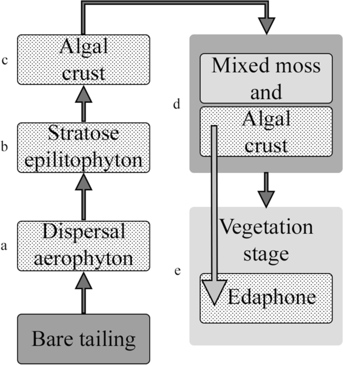 Diversity of Cyanobacteria and Algae During Primary Succession in 