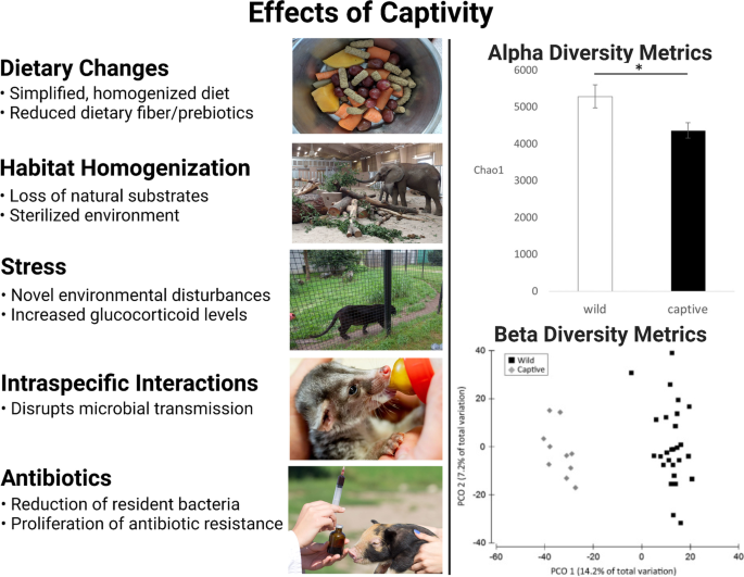 Into the Wild: Animal Microbiomes in Conservation