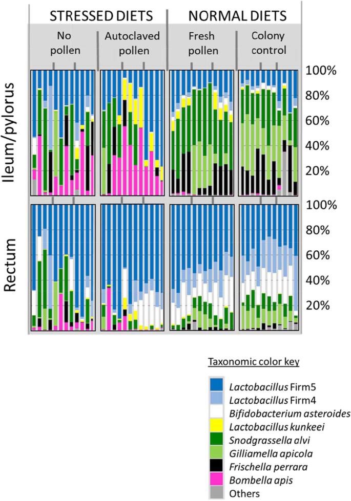 Social Interaction is Unnecessary for Hindgut Microbiome Transmission in  Honey Bees: The Effect of Diet and Social Exposure on Tissue-Specific  Microbiome Assembly | SpringerLink