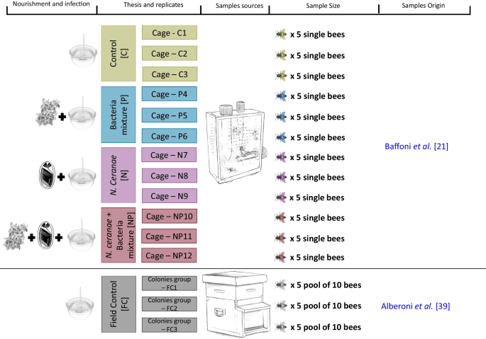 Alterations in the Microbiota of Caged Honeybees in the Presence of Nosema  ceranae Infection and Related Changes in Functionality | SpringerLink