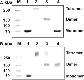 Guanidine Hydrochloride And Urea Induced Unfolding Of Brugia Malayi Hexokinase Springerlink