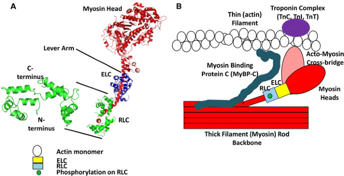 Phosphorylation of the regulatory light chain of myosin in striated muscle:  methodological perspectives | SpringerLink