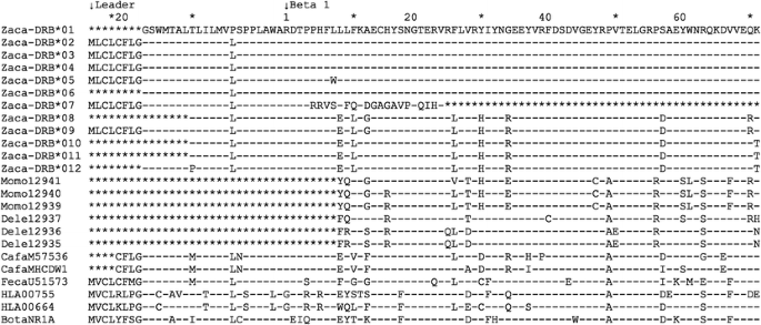 Class Ii Multiformity Generated By Variable Mhc Drb Region Configurations In The California Sea Lion Zalophus Californianus Springerlink