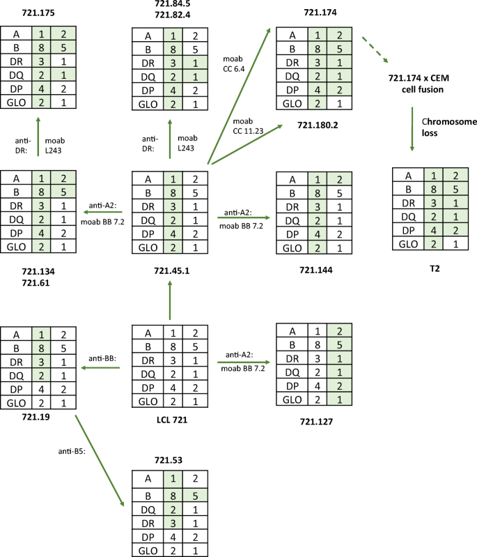 antigen processing and presentation nature review figure 1