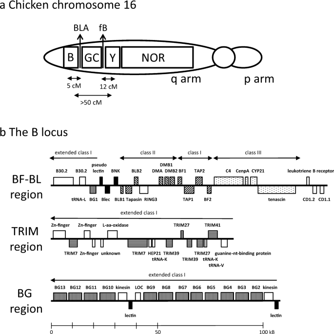 A Potential Nomenclature For The Immuno Polymorphism Database Ipd Of Chicken Mhc Genes Progress And Problems Springerlink
