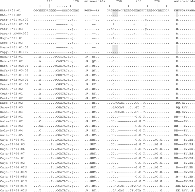 Evolution Of Hla F And Its Orthologues In Primate Species A Complex Tale Of Conservation Diversification And Inactivation Springerlink