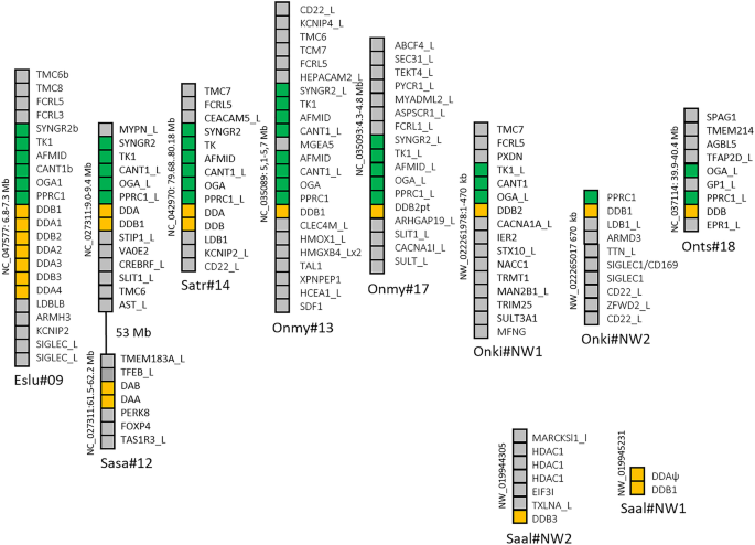 Fate Of Mhcii In Salmonids Following 4wgd Springerlink