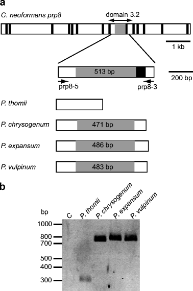 Protein splicing of PRP8 mini-inteins from species of the genus ...