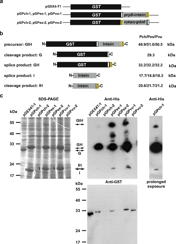 Protein splicing of PRP8 mini-inteins from species of the genus ...