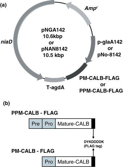 Development Of Recombinant Aspergillus Oryzae Whole Cell Biocatalyst Expressing Lipase Encoding Gene From Candida Antarctica Springerlink