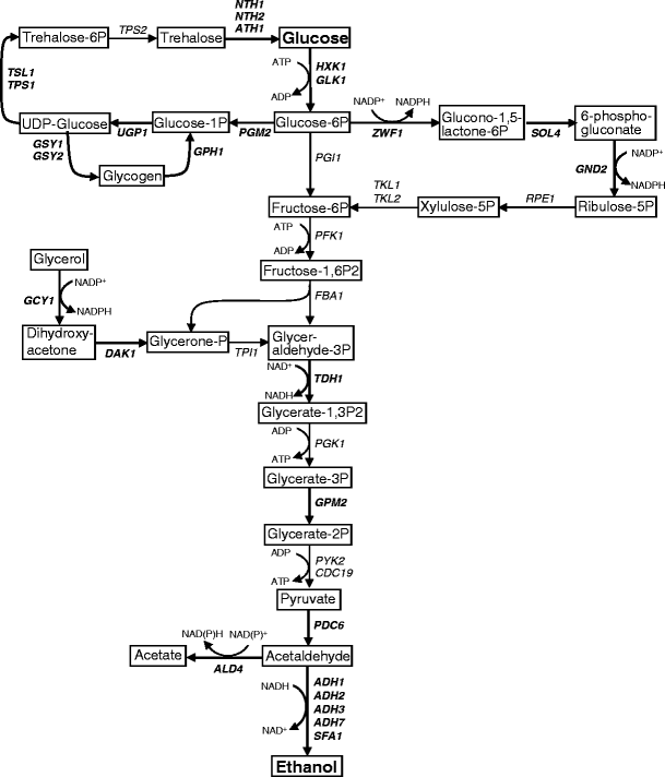 Mechanisms Of Ethanol Tolerance In Saccharomyces Cerevisiae Springerlink Mechanisms Of Ethanol Tolerance In Saccharomyces Cerevisiae Springerlink