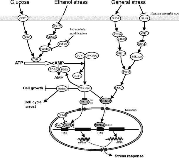 Mechanisms Of Ethanol Tolerance In Saccharomyces Cerevisiae Springerlink Mechanisms Of Ethanol Tolerance In Saccharomyces Cerevisiae Springerlink