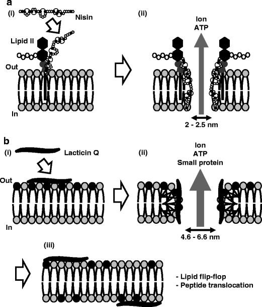 lactococcal membrane permeabilizing