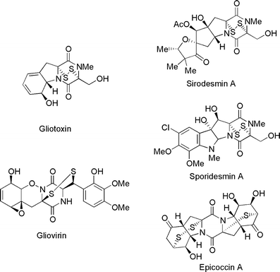 Biosynthesis and function of gliotoxin in Aspergillus fumigatus | Applied Microbiology and Biotechnology | Springer Nature Link Biosynthesis and function of gliotoxin in Aspergillus fumigatus | Applied Microbiology and Biotechnology | Springer Nature Link
