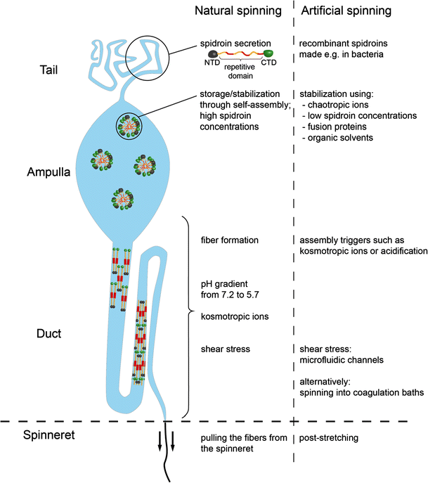 Recombinant Spider Silk Bioinks for Continuous Protein Release by