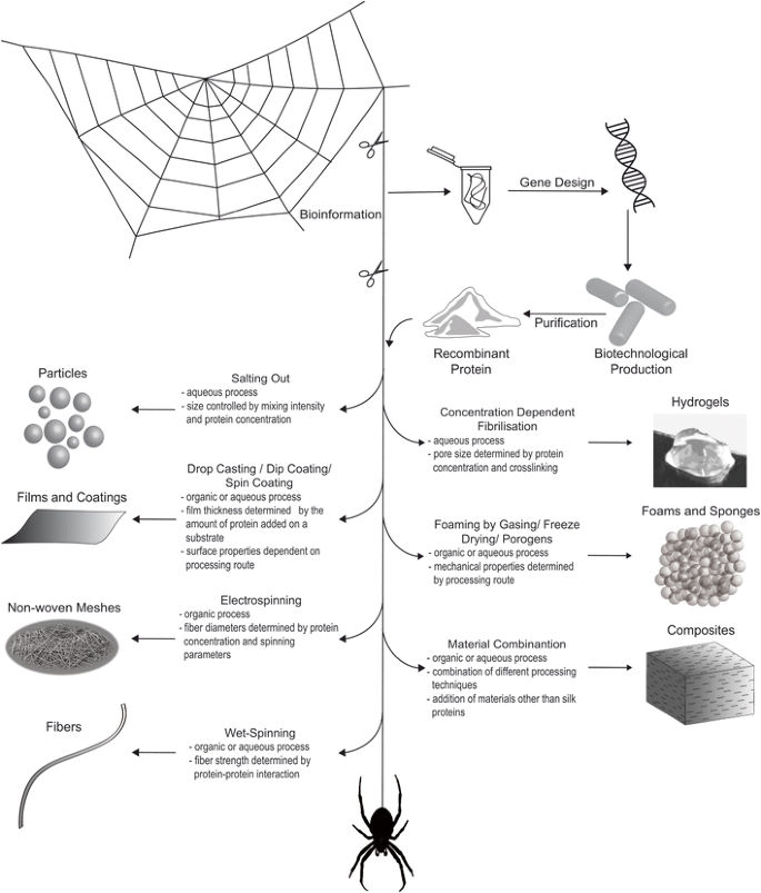 Recombinant Spider Silk Bioinks for Continuous Protein Release by