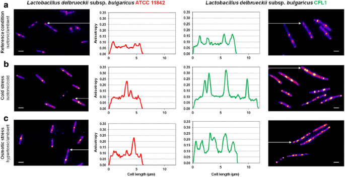 Subcellular Membrane Fluidity Of Lactobacillus Delbrueckii Subsp Bulgaricus Under Cold And Osmotic Stress Springerlink