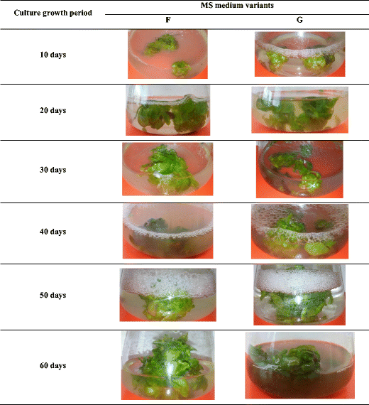 Phytochemical And Biotechnological Studies On Schisandra Chinensis Cultivar Sadova No 1 A High Utility Medicinal Plant Springerlink