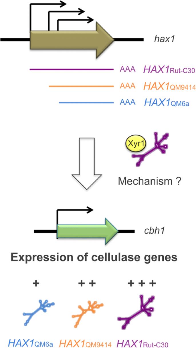 A Current View On Long Noncoding Rnas In Yeast And Filamentous Fungi Springerlink