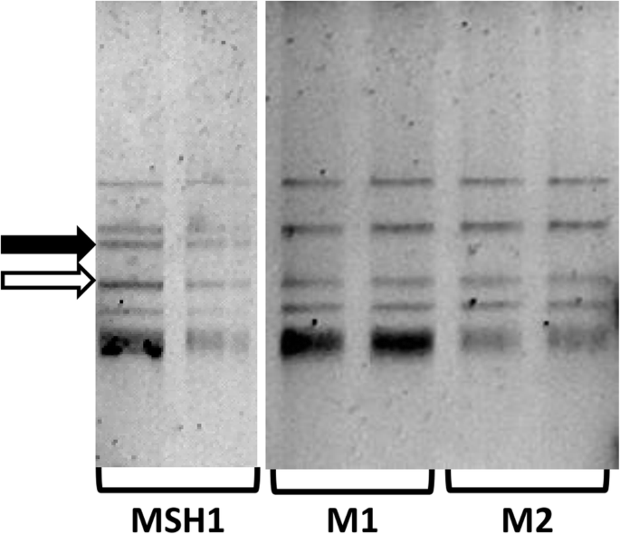 Interspecies Interactions of the 2,6-Dichlorobenzamide Degrading