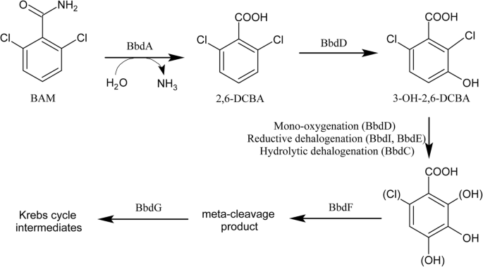 Interspecies Interactions of the 2,6-Dichlorobenzamide Degrading