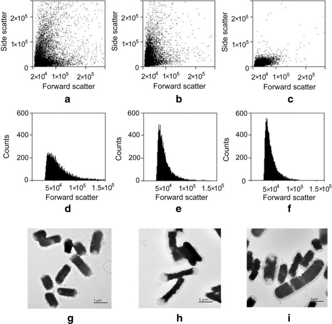 Improving Extracellular Protein Production In Escherichia Coli By Overexpressing D D Carboxypeptidase To Perturb Peptidoglycan Network Synthesis And Structure Springerlink Improving Extracellular Protein Production In Escherichia Coli By Overexpressing D D Carboxypeptidase To Perturb Peptidoglycan Network Synthesis And Structure Springerlink