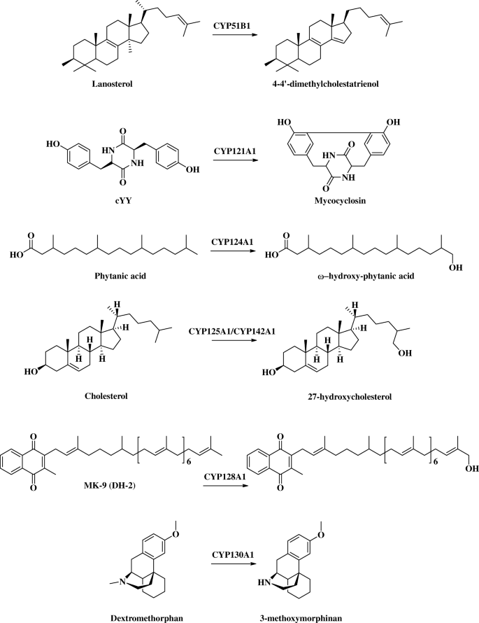 Function, essentiality, and expression of cytochrome P450 enzymes 
