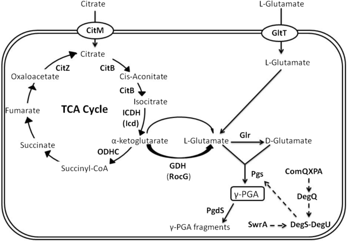 Deciphering metabolic responses of biosurfactant lichenysin on biosynthesis  of poly-γ-glutamic acid | SpringerLink