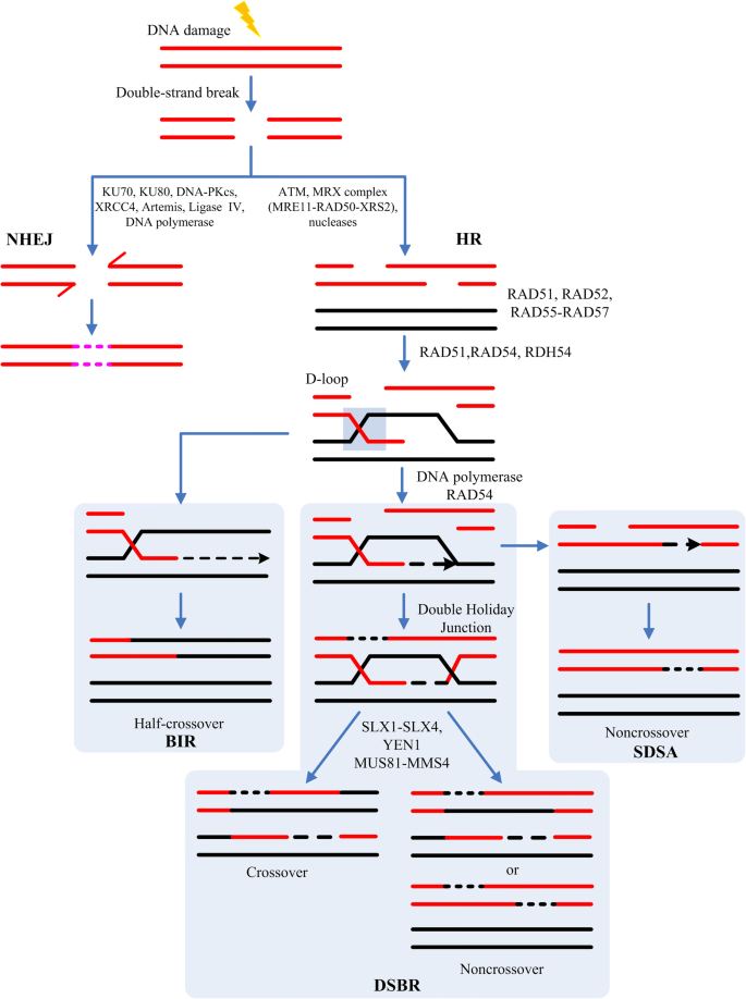 Increasing The Homologous Recombination Efficiency Of Eukaryotic Microorganisms For Enhanced Genome Engineering Springerlink