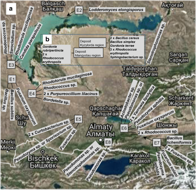 Diversity And Degradative Capabilities Of Bacteria And Fungi Isolated From Oil Contaminated And Hydrocarbon Polluted Soils In Kazakhstan Springerlink Diversity And Degradative Capabilities Of Bacteria And Fungi Isolated From Oil Contaminated And Hydrocarbon Polluted Soils In Kazakhstan Springerlink