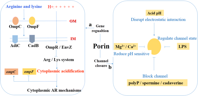 The Role Of Bacterial Cell Envelope Structures In Acid Stress Resistance In E Coli Springerlink