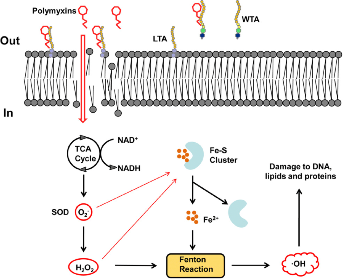 Mechanisms Of Bactericidal Action And Resistance Of Polymyxins For Gram Positive Bacteria Springerlink