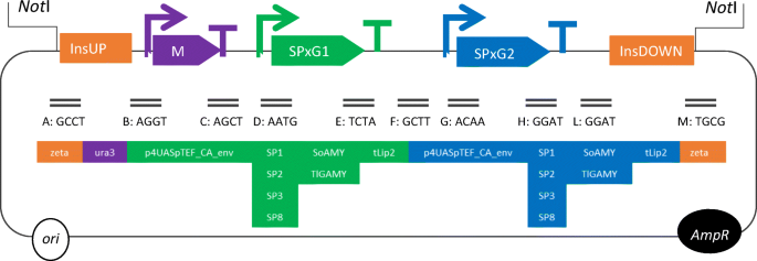 Optimization Of Yarrowia Lipolytica Based Consolidated Biocatalyst Through Synthetic Biology Approach Transcription Units And Signal Peptides Shuffling Springerlink