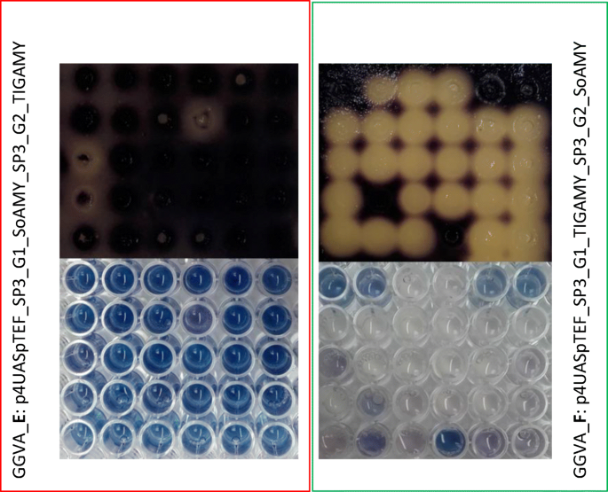 Optimization Of Yarrowia Lipolytica Based Consolidated Biocatalyst Through Synthetic Biology Approach Transcription Units And Signal Peptides Shuffling Springerlink