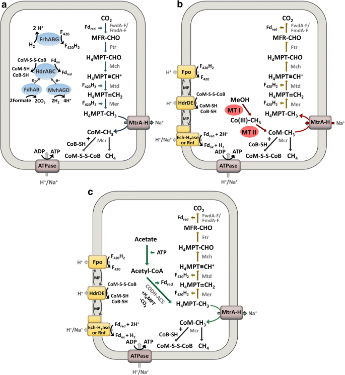 Magnetite Alters the Metabolic Interaction between Methanogens and