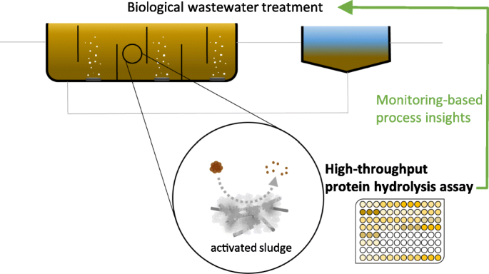 A High Throughput Assay To Quantify Protein Hydrolysis In Aerobic And Anaerobic Wastewater Treatment Processes Springerlink