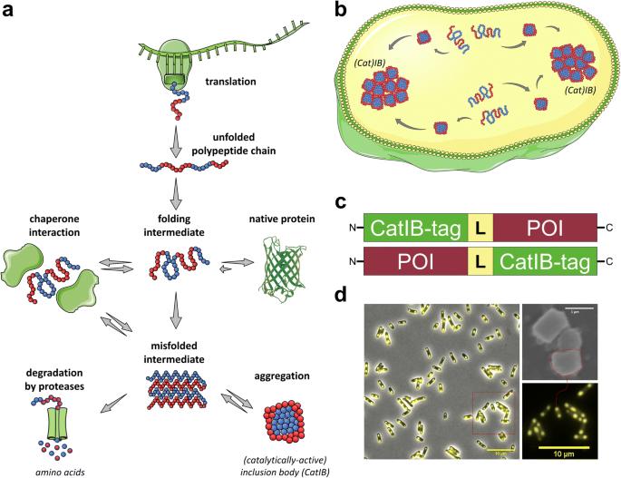 catalytically active inclusion bodies