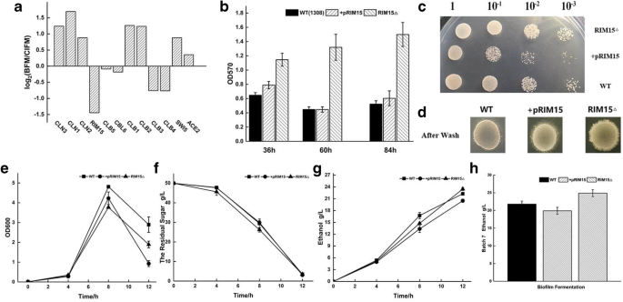 Biofilm Based Fermentation A Novel Immobilisation Strategy For Saccharomyces Cerevisiae Cell Cycle Progression During Ethanol Production Springerlink