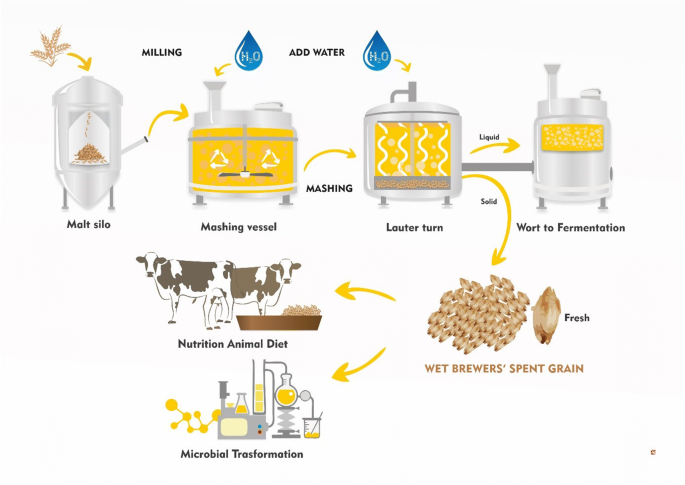 The role of microorganisms on biotransformation of brewers' spent grain |  Applied Microbiology and Biotechnology