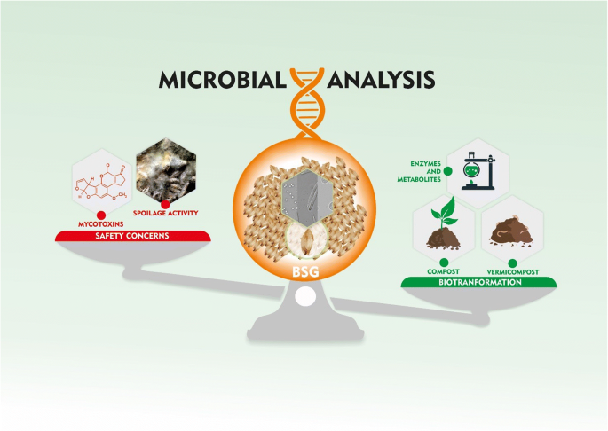 The role of microorganisms on biotransformation of brewers' spent grain |  SpringerLink