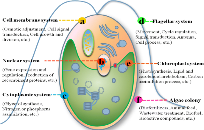 Crispr Cas Technology Promotes The Various Application Of Dunaliella Salina System Springerlink