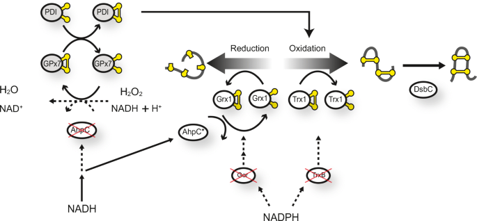 ygaU protein (Escherichia coli CFT073) - STRING interaction network