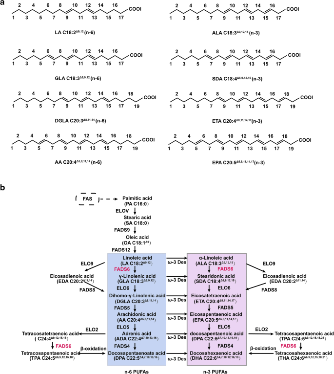 D6 Fatty Acid Desaturases In Polyunsaturated Fatty Acid Biosynthesis Insights Into The Evolution Function With Substrate Specificities And Biotechnological Use Springerlink