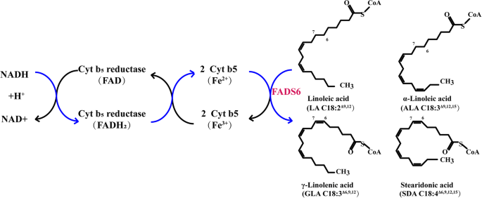 D6 Fatty Acid Desaturases In Polyunsaturated Fatty Acid Biosynthesis Insights Into The Evolution Function With Substrate Specificities And Biotechnological Use Springerlink